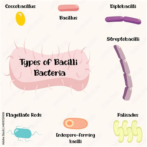 Types Of Bacilli Bacteria Stock Vector Adobe Stock