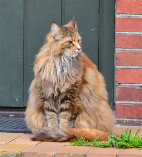 Thyra The Norwegian Forest Cat By The Old Watermill