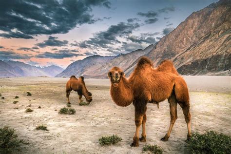 A Bactrian Camel In Nubra Valley Leh India Smithsonian Photo