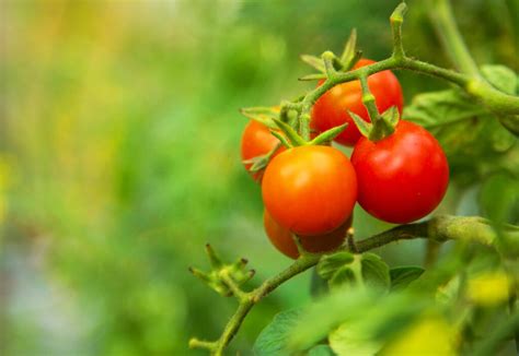 5 Fruit Bearing Plants To Add To Your Garden