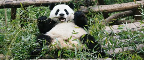 Download Wallpaper 2560x1080 Panda Animal Bamboo Bear Branches