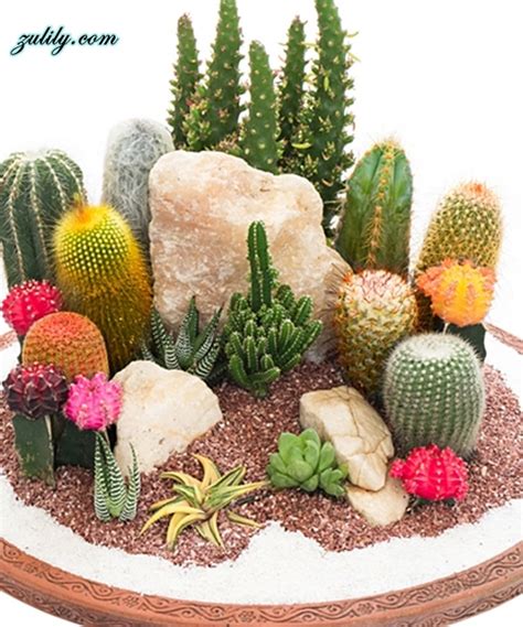 15 Awesome Mini Cactus Gardens