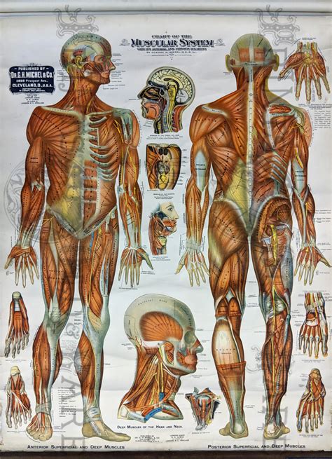 Bones And Muscles Of The Human Body Antique Anatomy Wall Art Poster