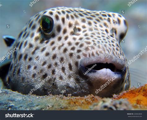 A Juvenile Giant Pufferfish Resting On The Ground Macro Lens Stock