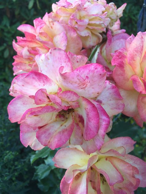 Images Gratuites Fleur Pétale été Botanique Rose Flore Des