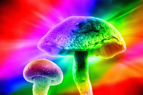 top 10 sites to buy legal psychedelics mushrooms medibuds rx