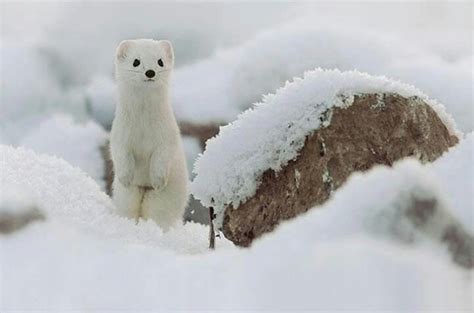 1000 Images About Arctic Ermine On Pinterest Animals Animal