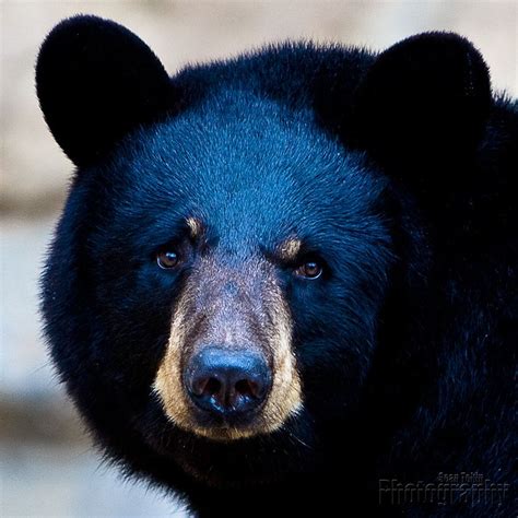 Black Bear Portrait By St77 On Deviantart Bear Face Bear Hug Black