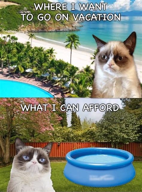 Grumpy Cat Takes A Backyard Vacation 🏝 Grumpy Cat Vacation Meme