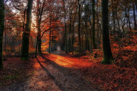 Free Download Hd Wallpaper Landscape Nature Path Fall Forest Red