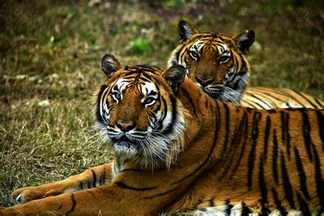The Bengal Tiger One Of The Biggest Wild Cats Alive Today Cgtn