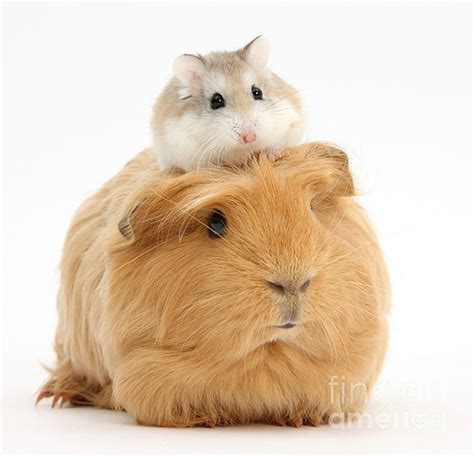 Guinea Pig Size Compared To Hamster Ubicaciondepersonascdmxgobmx