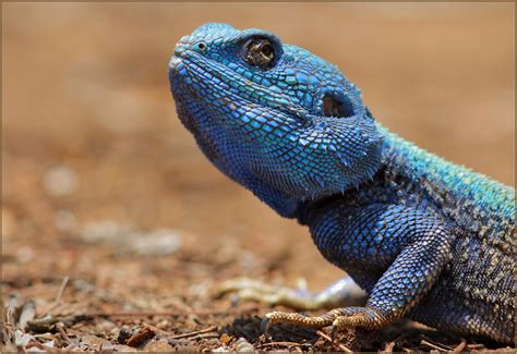 Echse In Blau Foto And Bild Tiere Wildlife Amphibien And Reptilien Bilder Auf Fotocommunity