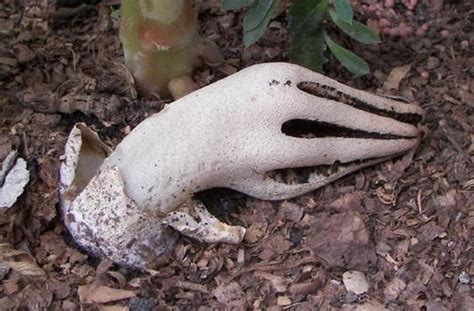 This Fungus Called Devil S Fingers Looks Like A Corpse S Hand Rising From The Grave The