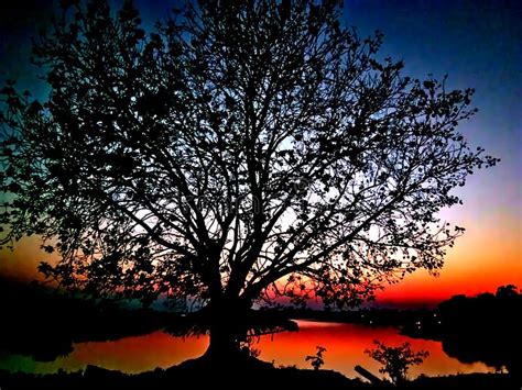 View Of Dramatic Evening With Tree Stock Photo Image Of Nature