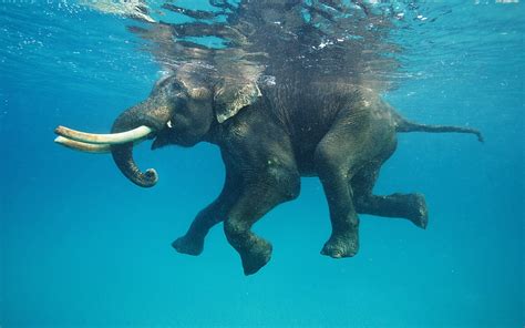 Download Swimming Elephant Underwater Photography Wallpaper