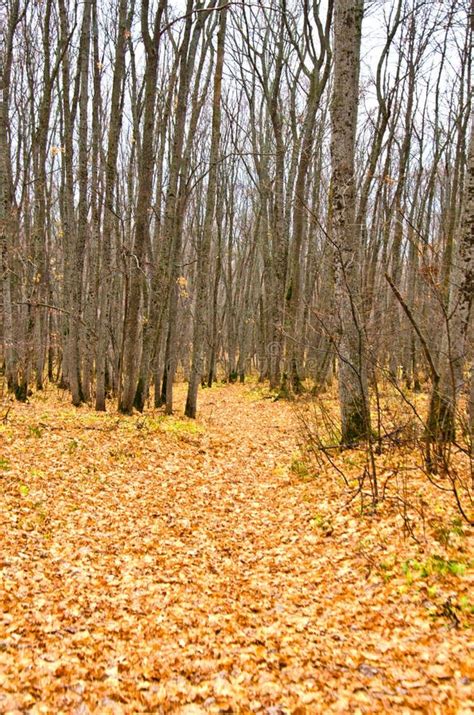 Autumn Forest Fallen Leaves And Bare Trees Path Stock Image Image Of
