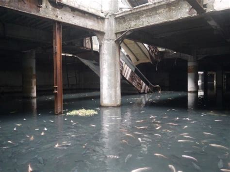 Exotic Fish Take Over Abandoned Bangkok Mall Basement Renegade Travels