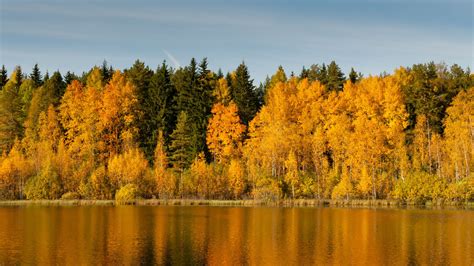 Landscape View Of Colorful Autumn Trees Forest Reflection On Lake 4k Hd