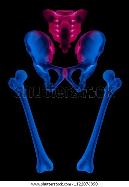 Xray Separate Human Hip Femur Bone Stock Illustration 1122076850