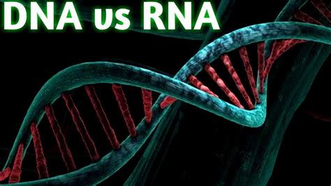 Dna Vs Rnamajor Differences Between Dna And Rnadifference Between