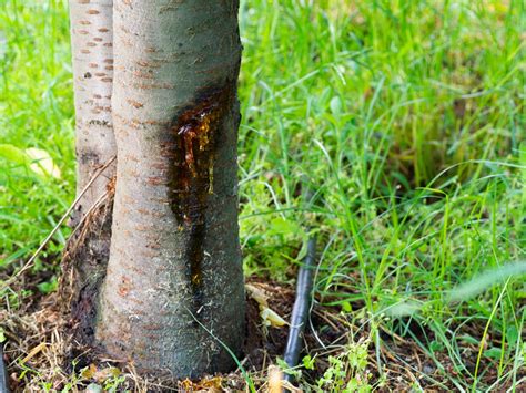5 Common Tree Diseases Tree Health Services Md