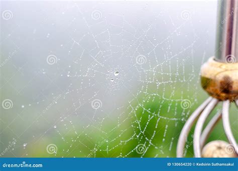 Dew Drop On Cobweb In The Morning Stock Photo Image Of Natural