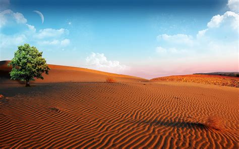 43 Desert Oasis Wallpaper Wallpapersafari