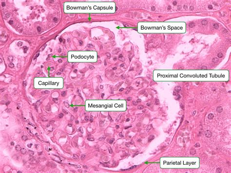 Nephron Histology Labeled