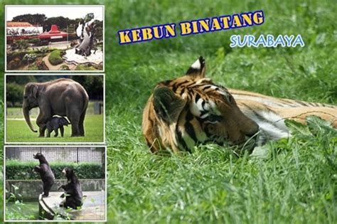 Daftar Objek Wisata Kebun Binatang di Jawa Timur – Wisata Jawa Timur