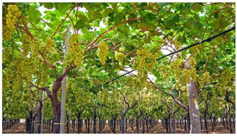 Grape Cultivation Information Guide Asia Farming