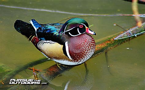 Waterfowl Wallpaper 51 Images