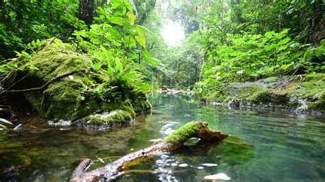 Belice Destino Ideal Para Los Amantes De La Naturaleza En Estado Puro