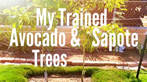 My Trained Avocado And Sapote Trees 10 14 13 High Density Espalier
