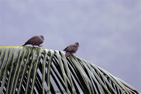 birds and nature photography raub spotted dove courtship mating rituals part 1
