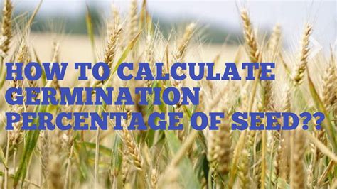 How To Calculate Germination Percentage Of Seed Youtube