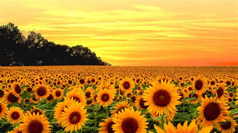 Beautiful Yellow Sunflower Fields With Yellow Sky Background Hd Flowers Wallpapers Hd