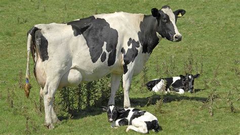 What Causes Twins In Dairy Cows And How To Prevent It