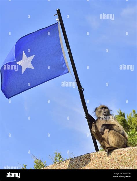 Baboon With Somali Flag On Blue Sky Background The Chacma Baboon
