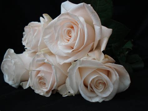 White Roses Free Stock Photo Freeimages