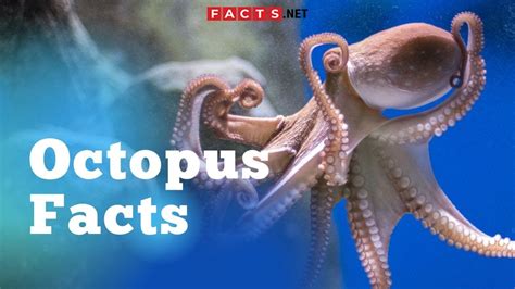 Crazy True Octopus Facts About The Eight Legged Sea Creature Youtube