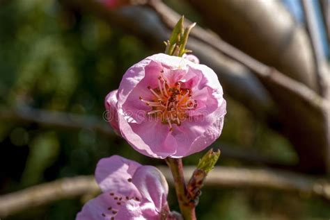 Large Peach Blossom Sunny Spring Day In The Orchard Stock Image