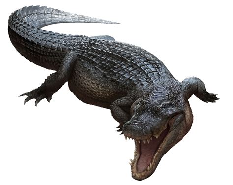 Deinosuchus Dinosaur Wiki Fandom