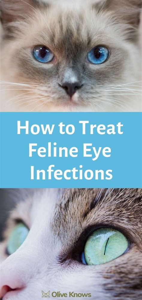 How To Treat Feline Eye Infections Oliveknows Kitten Eye Infection