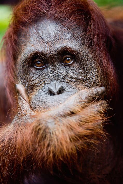 orangutan male    camer    deep thought jami