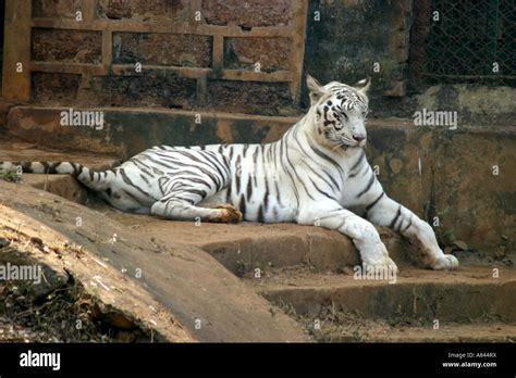 Rare White Tiger At Nandankanan Zooorissaindia Stock Photo Alamy