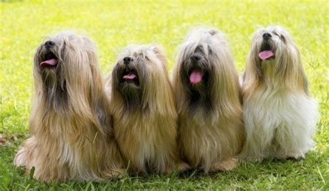 30 Most Famous Hairy Dog Breeds Of The World Reviewed For Dog Lovers