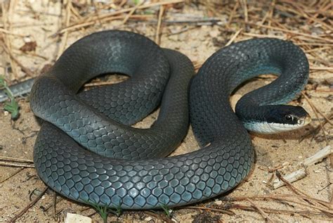 Blue Racer Snake Facts And Pictures Reptile Fact