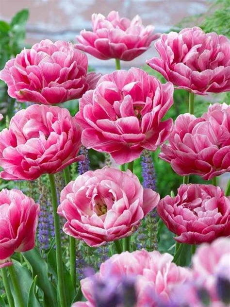 This small maintenance item will help the tulip redirect its energy to bulb production instead of wasting that energy on a spent blossom. Tulip Aveyron (Tulipa, Double Early Tulip) | Tulips ...