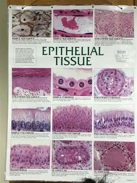 Pin By Tessa Shivazad On Ap2 Tissue Types Basic Anatomy And